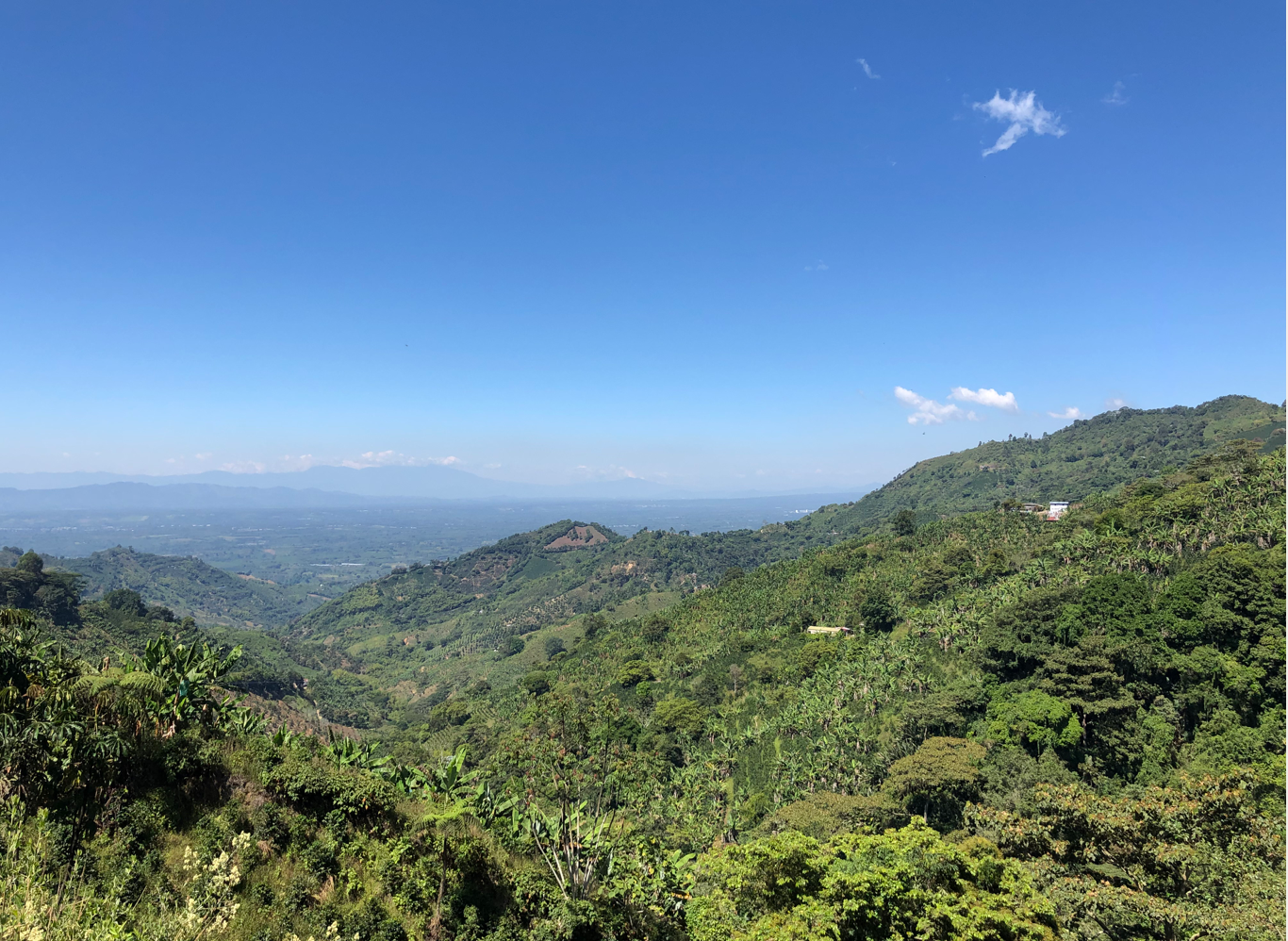 SL28 Coffee  – "The Resilient rarity of Eden"