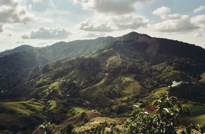 SL28 Coffee  – "The Resilient rarity of Eden"